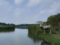 -溱湖国家湿地公园