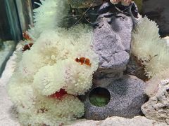 -太平洋海底世界