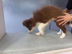 -中农国际动物医院24小时·猫科·骨科·急重症中心