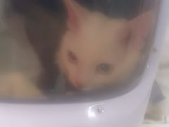 -纳吉亚猫专科动物诊疗中心(蒋宅口分院)