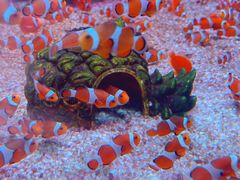 -海合安成都极地海洋公园
