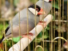 -丽江庭院·云南野生菌·海鲜火锅(鼓楼四合院店)