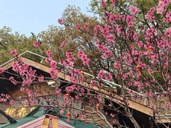 -金鸡湖桃花岛
