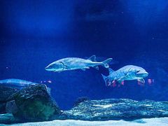 -芜湖新华联大白鲸海洋公园