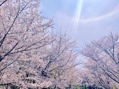 -顾村公园