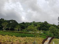 -黄埔油麻山森林公园