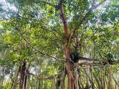 -中国科学院西双版纳热带植物园