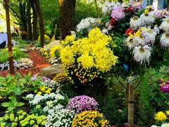 -上海共青森林公园