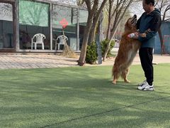 -宠物寄养训练学校