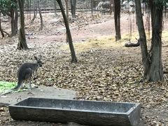 -清迈夜间动物园