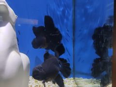 -合肥海洋世界