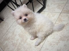 -佑安动物医院·全科·内窥镜中心(幸福巷店)