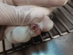 -伟伟宠物医院·瑞派猫友好医院·猫科(光谷店)