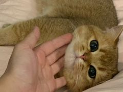 -东方名猫馆·英短金渐层布偶猫舍(环线广场1号楼店)