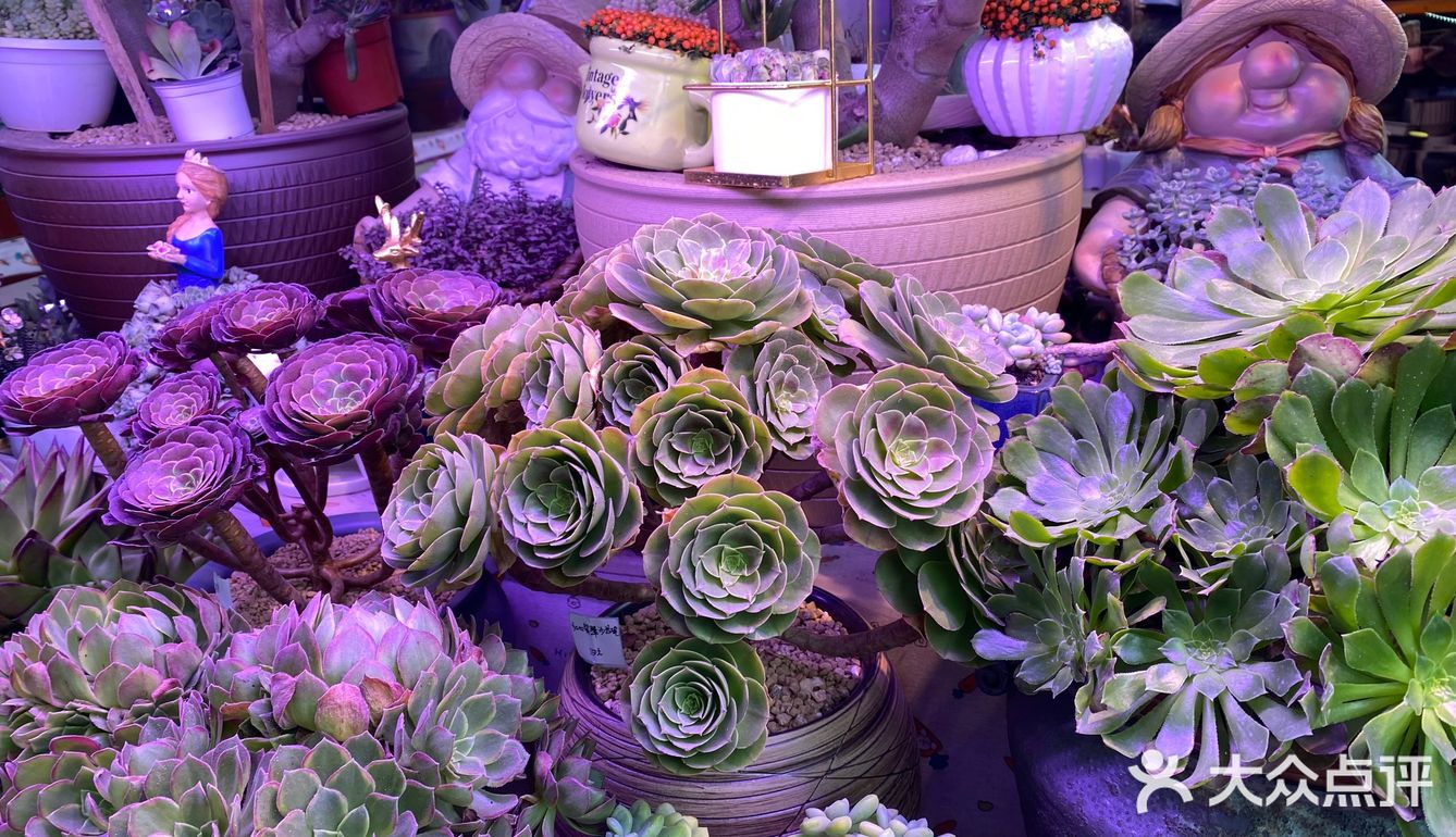 郑州超便宜鲜花💐盆栽🎍🪴