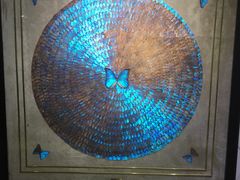 光明女神蝶-上海昆虫博物馆