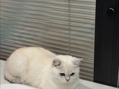 -伟伟宠物医院·CT影像中心·瑞派犬猫综合性门诊(汉口总院)