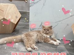 -楼上猫咖(罗湖店)