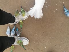 -呀路古热带植物园