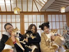 -豆柴町-柴犬主题狗咖(红鼎国际C座店)