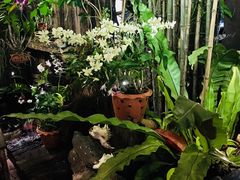-自然餐厅(Phuket)