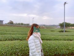 -雪绿茶博物馆