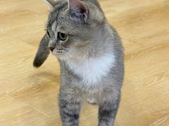 -猫咪派对(江南西店)