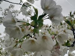 -贡湖湾湿地公园