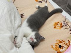 -翊宠yipet猫狗购宠庄园犬舍•猫舍