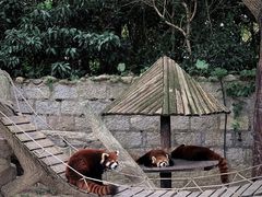 -上海野生动物园