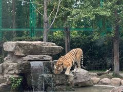 -上海野生动物园老虎餐厅