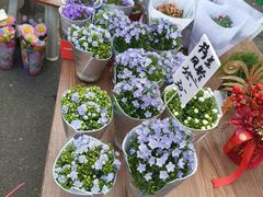 -循礼门鲜花花市(武汉循礼门店)