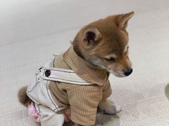 -逗柴咖啡屋·狗咖猫咖宠物桌游