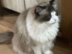 -猫小院猫主题餐厅(南锣旗舰店)