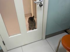 -纳吉亚猫专科动物医院博雅分院