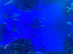 -芜湖新华联大白鲸海洋公园