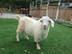 -北京鹿世界主题园