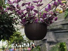 -南宫五洲植物乐园