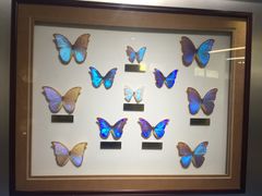 -上海昆虫博物馆