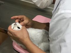 -瑞派名望志远动物医院·猫科·內科·异宠专科(直港大道店)