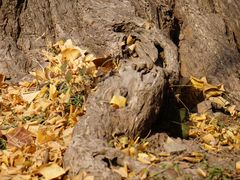 -苏州文庙(姑苏区)