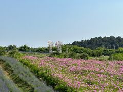 -大塘金香草谷