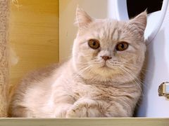 -猫宠乐园·专业洗护