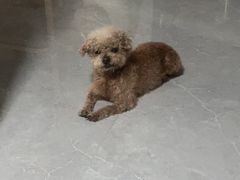 -美联众合动物医院·24h京西诊疗中心