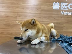 -爱侣宠医·鹦鹉专科·小型哺乳类·异宠专科(灵石路店)