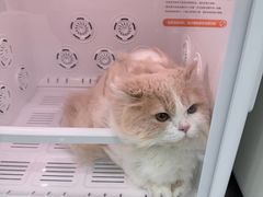 -爱洗澡的猫(天河路店)