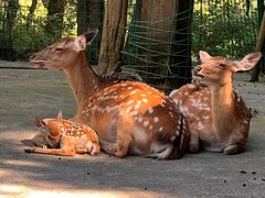 -武陵山森林公园