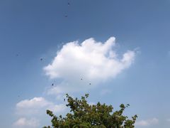 -青枫公园
