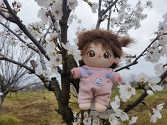 -天王浮山樱花园