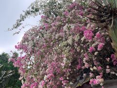 -深圳国际园林花卉博览园